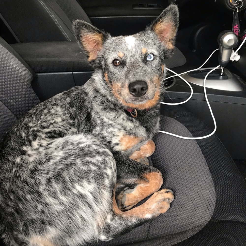 Meet your Posher, Layla